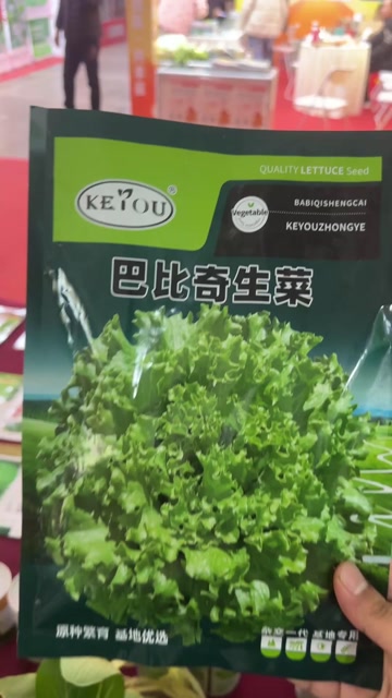 巴比奇杂交生菜种子 耐热耐雨水厚叶片蔬菜基地专用科优种业
