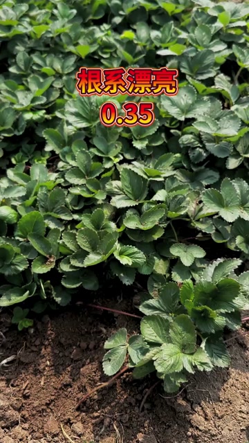 山东临沂草莓苗 产地直发 品质可靠