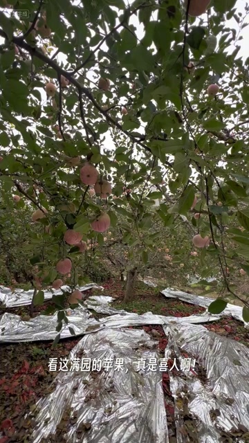 【自家地头2025年新果】山东红富士地头直发皮薄脆甜