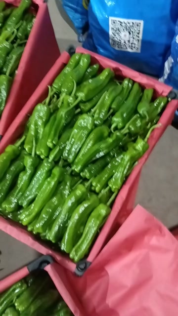 苏椒：薄皮青辣椒