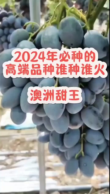 澳洲甜王葡萄苗，保纯度质量，基地直发，顺丰快递包邮