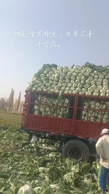 新疆大白菜