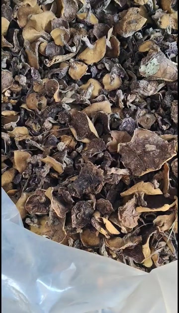 低端货松蘑（未去根未筛分）
