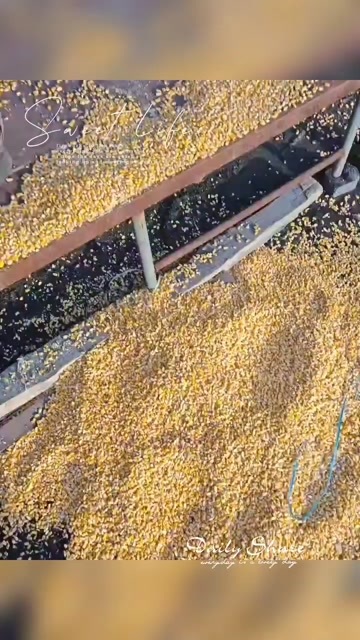 大安市东北优质玉米