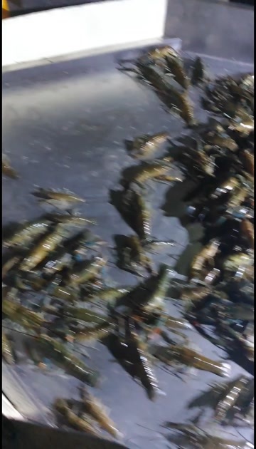 高州市淡水澳龙，百亩虾塘，自然生态养殖，欢迎各位老板前来选购