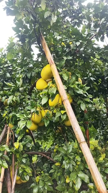 四川眉山精品蜜柚 1.5-5斤/颗 散装供应