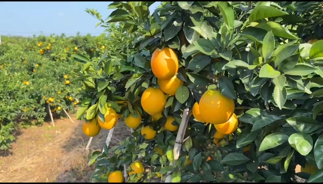 顺丰速运 江西赣南血橙 新鲜采摘当季水果
