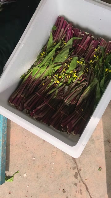 红菜苔大量上市。质量好