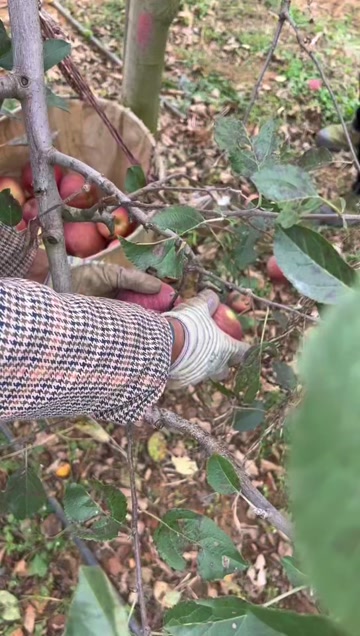 云南昭通丑苹果冰糖心当季水果脆甜多汁5斤9斤整箱包邮批发