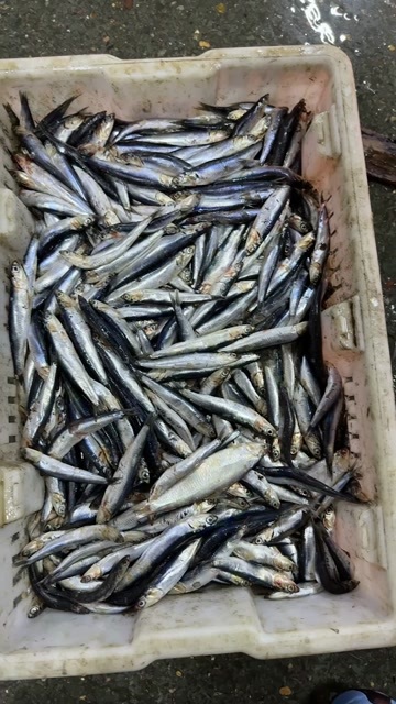 营口出水烂冷水鱼船冻板！价格便宜，鱼条大！