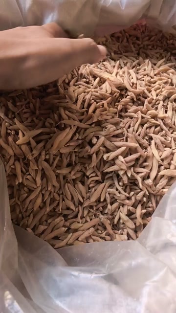 山麦冬 产地菏泽曹县 统货 产地直销