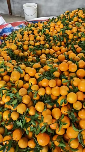 今日行情，0.8起