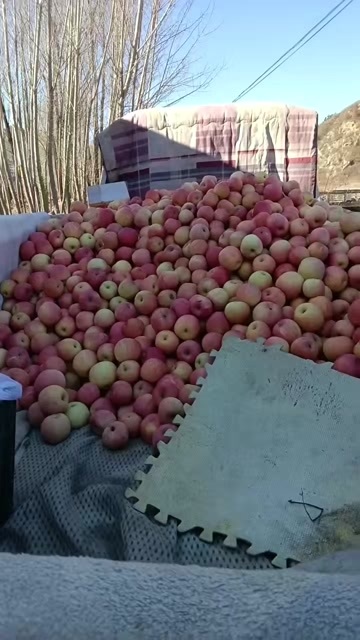 青龙县秦皇岛青龙县优质苹果批发代购