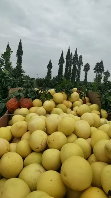 乐至县20万斤套袋三红柚，来就装耍好货的过来 ！