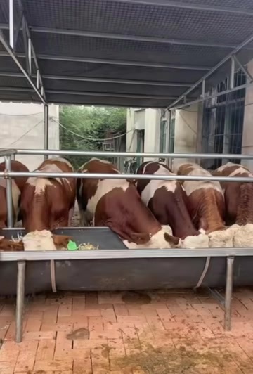 东丰县西门塔尔牛