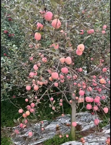 昭通2025现摘昭通丑苹果云贵高原当季新鲜水果脆甜冰糖红富士整箱