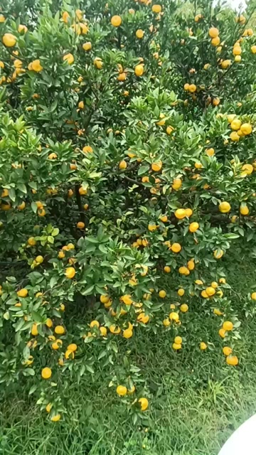 南丰蜜桔,产地直销,现采现卖,口感纯甜