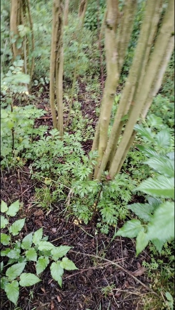 利川市速生紫薇，丛生3-5公分紫薇