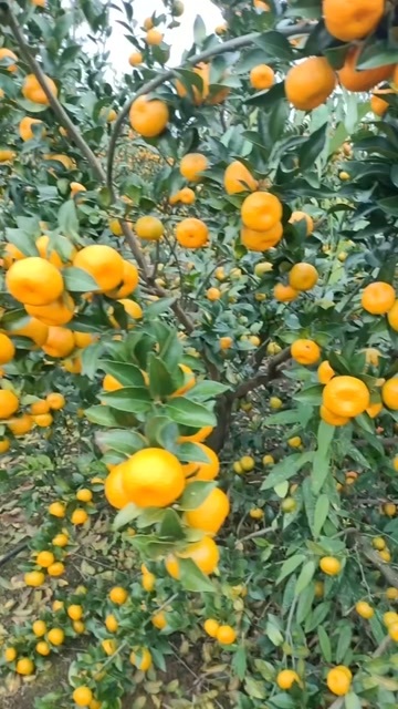 江永县南丰蜜桔大量有货，需要的来电