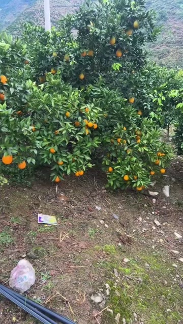 奉节重庆奉节脐橙 甜中微酸 电商果