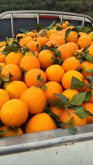 南部县四川产地批发，爱媛，耙耙柑，丑柑。