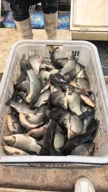 临湘市精品湘云鲫