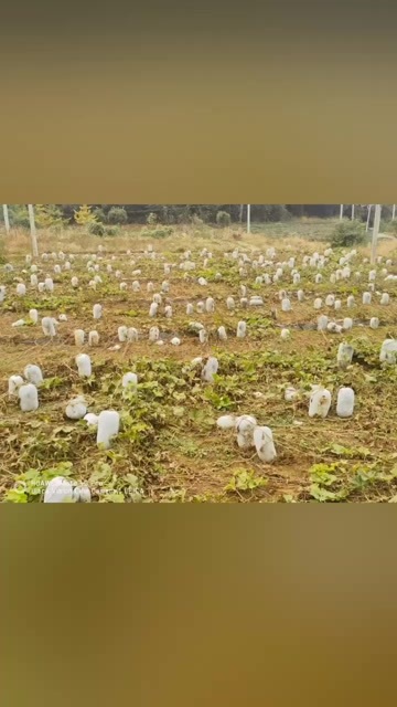 都匀市白皮冬瓜