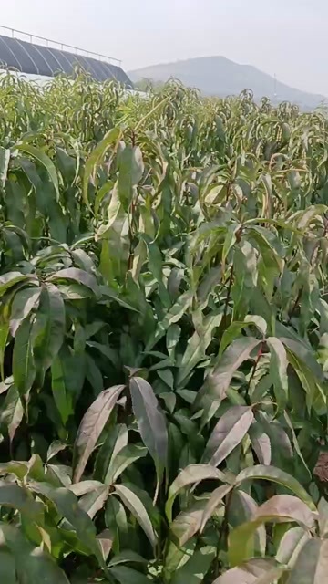 青州市冬雪蜜桃树苗产地直供山东青州发货