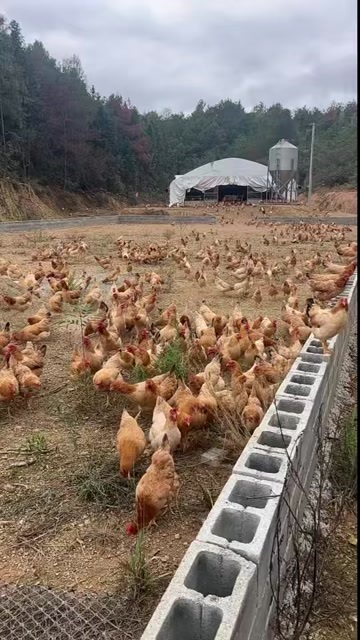 青阳县山林散养土鸡蛋，颜色正，货真价实，需要联系