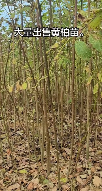 鹤峰县黄柏苗，0.5到1.7的都有