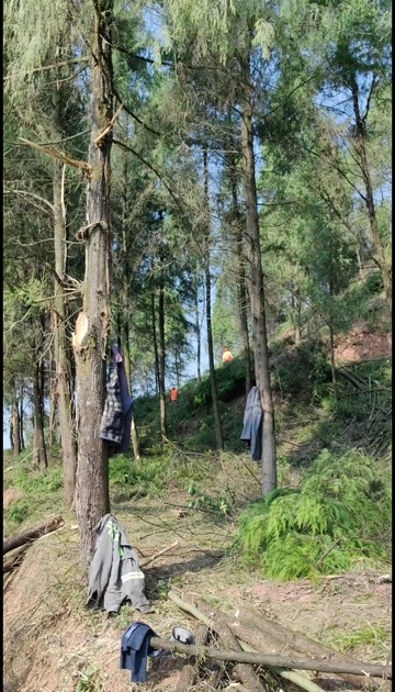 遂宁四川遂宁2万吨柏树枝丫，有意可以报价