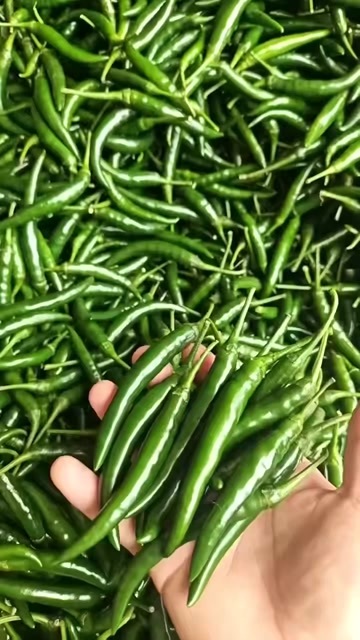 徐闻县青小米椒