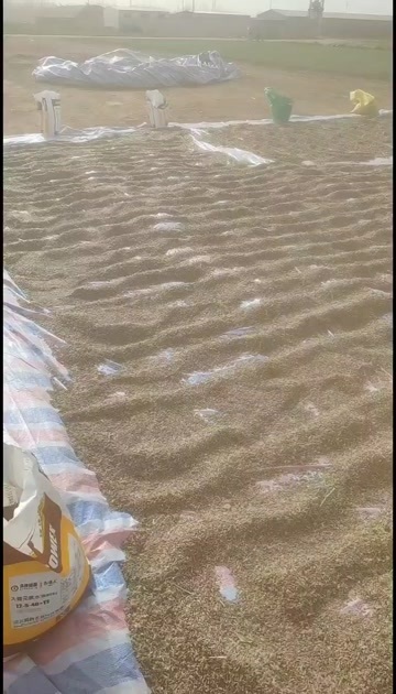 行唐县二年改良好白术子，亩产4000斤