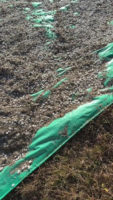 云龙县云南大白芸豆（高货）