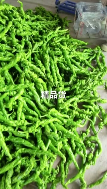 滦南县精品螺丝椒一手货源供应市场商超电商量大从优