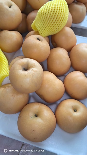 精品莱阳秋月梨，打包发货中，各种包装，欢迎新老客户前来选购
