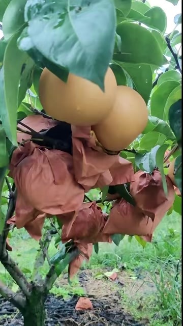 海阳市烟台不抹药不催熟秋月梨，品质高