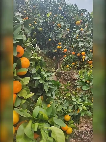 江西南丰蜜桔蜜广金秋砂糖橘砂糖桔沙糖橘新鲜水果小蜜橘小桔子