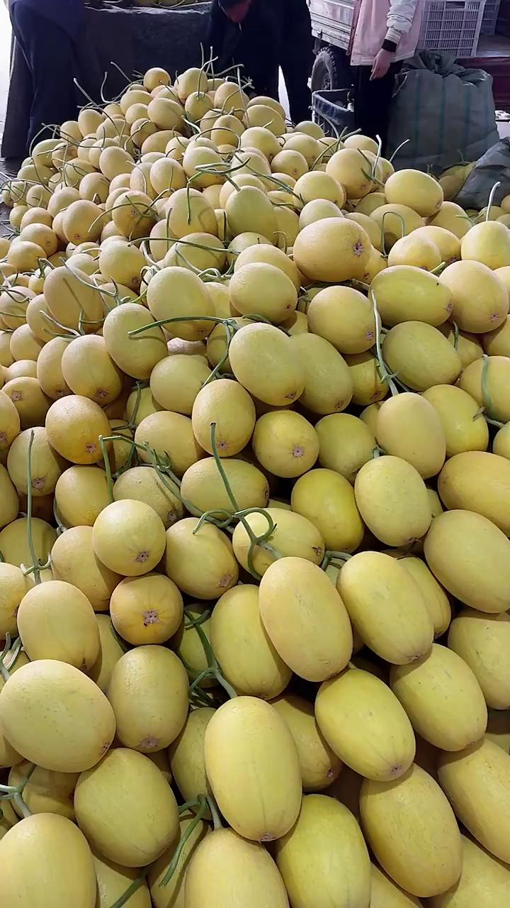 [凤金六号蜜瓜批发]供应风金六号哈密瓜 黄皮网纹蜜瓜 金凤凰密瓜价格