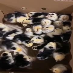 广州 贵妃鸡苗