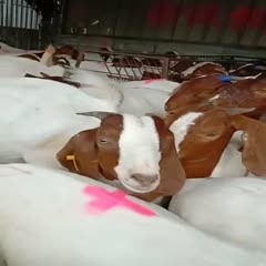 灌云县波尔山羊，孕羊种羊，羊崽