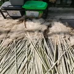 杭州 物美价廉的蒲苇花欢迎咨询