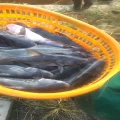 佛山黑鮰鱼 配送加工厂任何规格江团，回鱼