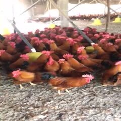 玉林土鸡  土杂生鸡