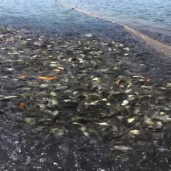 岳阳县精品鲤鱼苗123两