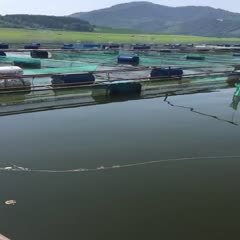 靖宇县江鲤鱼 渔场不干了，全部鲤鱼10元一斤