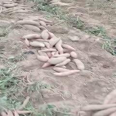 广宗县龙薯九号 正宗沙地红薯。