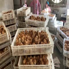 嘉祥县红玉鸡苗/九斤红/全国直销/量大从优