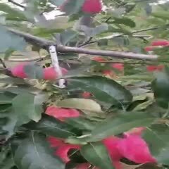 开原市锦绣海棠果 诚信经营鸡心果 欢迎老板来电