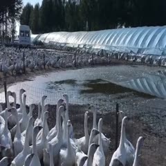 龙江县 100天大白鹅急卖，黑龙江齐齐哈尔市